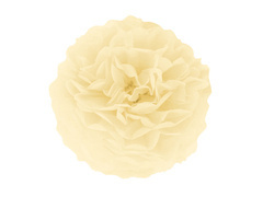 Függő virágos pom-pom dekoráció - krém - 35 cm - 1 db.