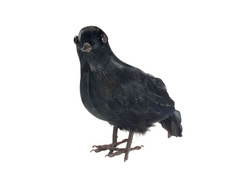 Fekete holló tollakkal - 1 db.