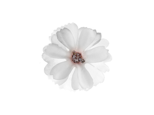 Fehér virágszirmok - 12 db.