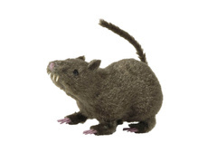 Patkány dekoráció - 21 cm - 1 db.