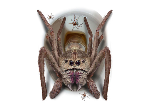 Halloween pók WC-ülőke matrica