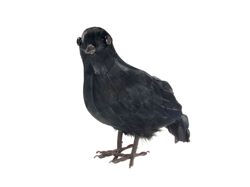 Fekete holló tollakkal - 1 db.