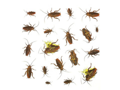 Halloween csótány matricák - 20 db.