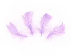 Dekoratív lila rövid tollak - 50 db.