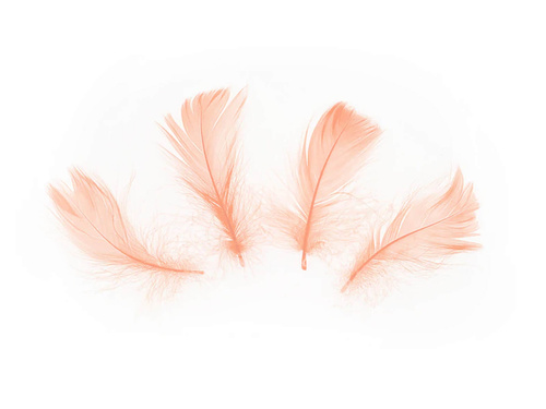 Dekoratív baracktollak rövid - 50 db.