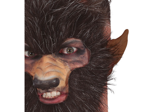 Vérfarkas fül - 1 db.