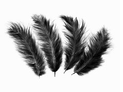 Dekoratív fekete hosszú tollak - 50 db.