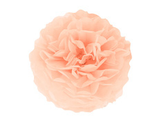 Függő pom pom virág dekoráció - barack - 35 cm - 1 db.