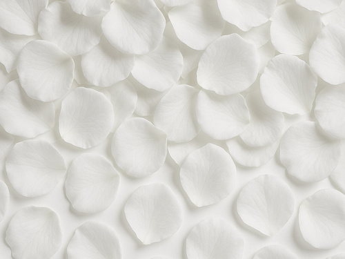 Rózsaszirmok - fehér - 500 db.