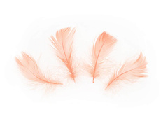 Dekoratív baracktollak rövid - 50 db.