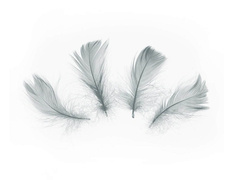 Dekoratív szürke rövid tollak - 50 db.