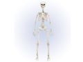 Csontváz - 90 cm