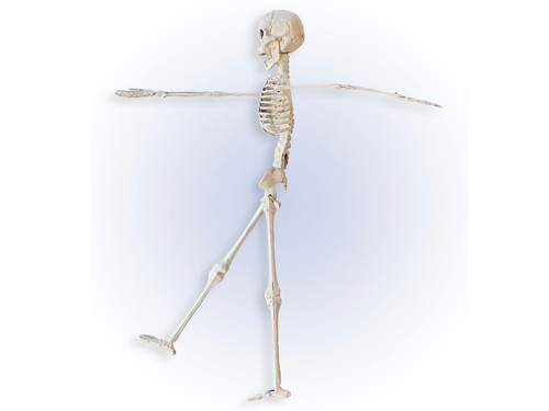 Csontváz - 40 cm