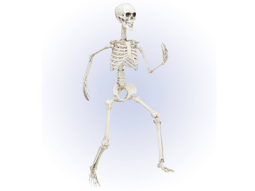 Csontváz - 90 cm