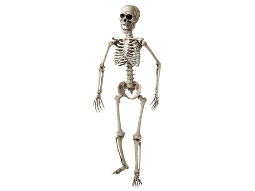 Csontváz - 160 cm