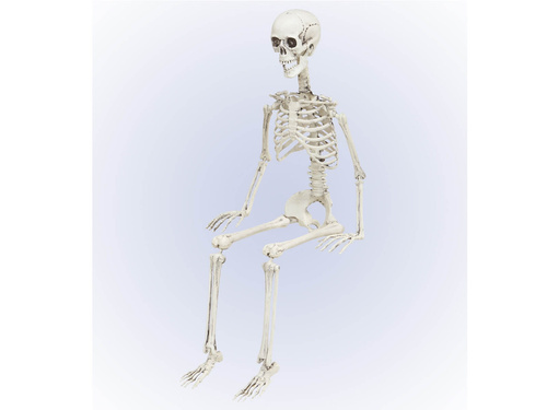 Csontváz - 90 cm