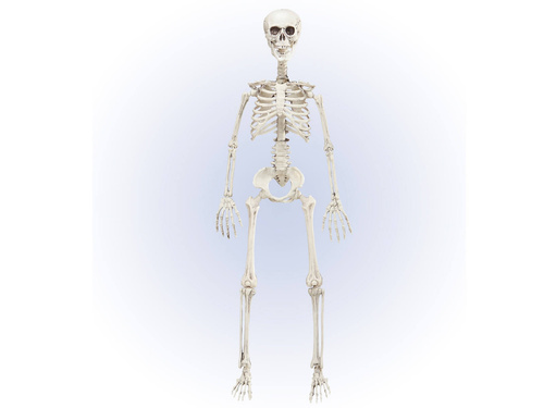 Csontváz - 90 cm