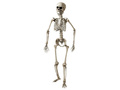 Csontváz - 160 cm