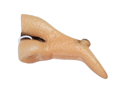 Boszorkány orr - 1 db.