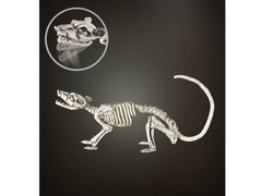 Patkány csontváz dekoráció - 38 cm - 1 db.