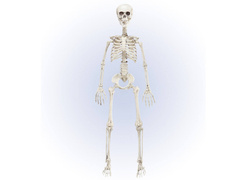 Csontváz - 90 cm