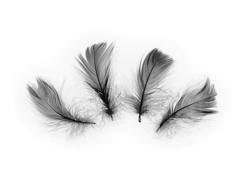 Dekoratív fekete rövid tollak - 50 db.
