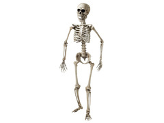 Csontváz - 160 cm